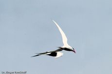 Seeschwalbe (2 von 7).jpg